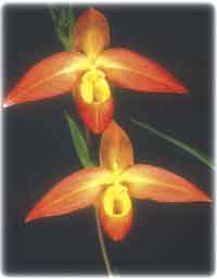 Phragmipedium Don Wimbur