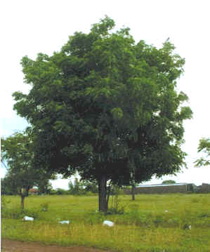 The Neem Tree