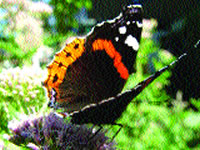 Red Admiral and Eupatorium cannabinum