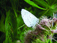 Common Blue Butterfly and Eupatorium cannabinum plant