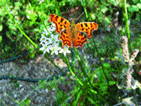 Comma Butterfly on Garlic chives