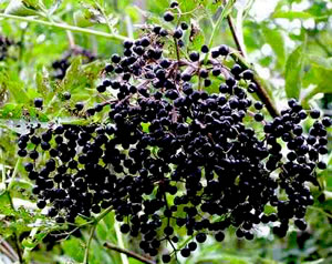 Elderberries