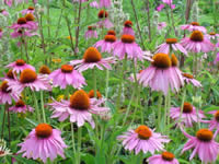 Echinacea purpurea