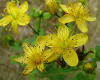Hypericum perforatum