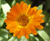 Calendula officinalis