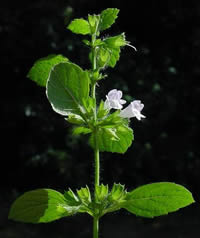 Melissa officinalis