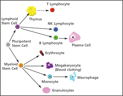 Components of the Immune System
