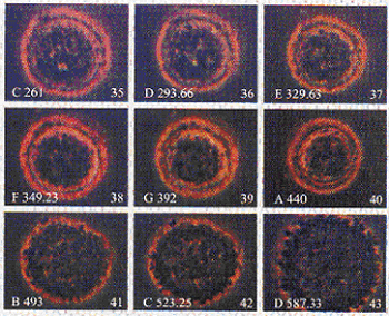 Hela cancer cells being broken up by the musical scale played on a xylophone