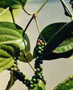 Piper nigrum, a medicinal plant