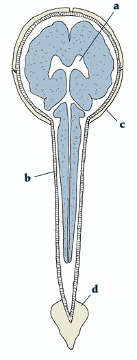 Cerebrospinal Fluid is produced deep within the brain in spaces known as ventricles (a). As these expand and contract, the fluid fluctuates up and down within the dural membranes (b). The bones of the cranium (c) and the sacrum (d) move to accommodate the fluid fluctuation. Any restriction of the cranial bones, sacrum or membranes inhibits this inherent pulsation which lies at the core of our being.
