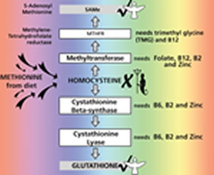 Figure 1 Ã¢â‚¬â€œ The Homocysteine Pathway