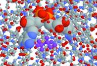 Molecular model of NADH