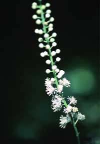 Black Cohosh: Actaea racemosa in flower. Photo courtesy Steven Foster
