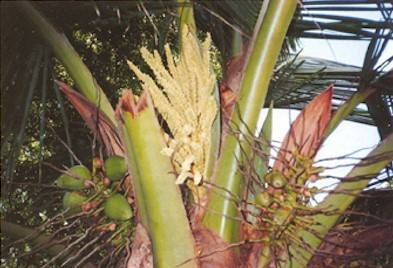 Cocos nucifera – Coconut Blossom