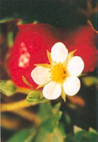 Fragaria chiloensis - Strawberry Blossom