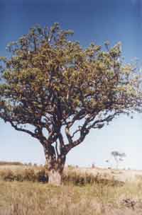 Kigelia africana tree