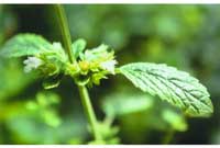 Mellissa Officinalis (Lemon Balm)