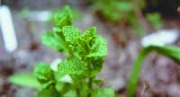 Mentha Spicata (Spearmint)