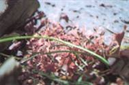 Pink Seaweed