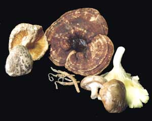Chinese mushrooms - from left to right: Maitake, Ganoderma, Cordyseps, Shiitake and Fu-Ling