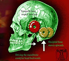 [Image: Cranio-Dental Symmetry: A Paradigm Shift: MS/ME]