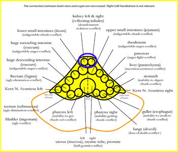 META-Medicine Brain Map of the Brain Stem