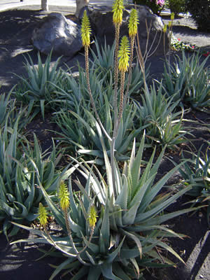 Aloe vera plant