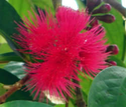 Ethiopian Apple Flower.