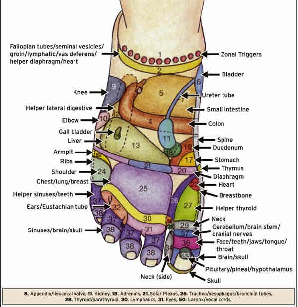 Reflexology Foot Chart And Meanings