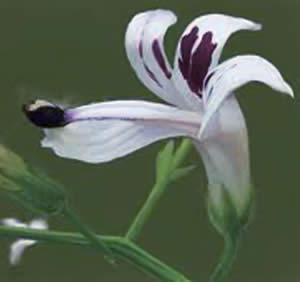 Andrographis paniculata