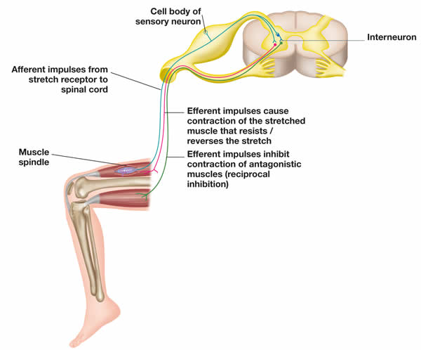 Diagram 1: The stretch reflex arc and reciprocal inhibition (RI)