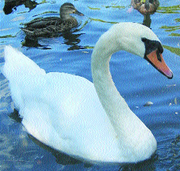 Swan