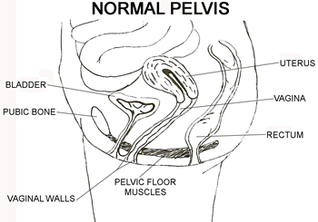 Normal Pelvis