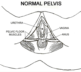 Normal Pelvis