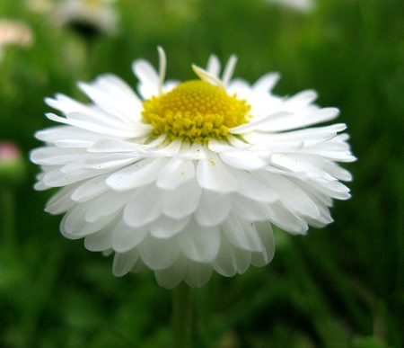 daisy-1372936-450x387.jpg