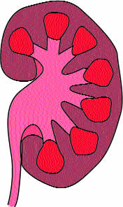 kidney