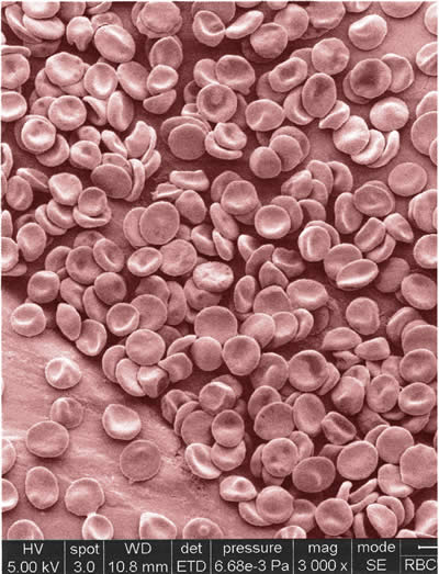 Blood cells