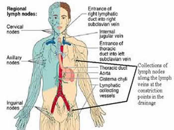 Lymph System