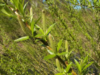 salixalba