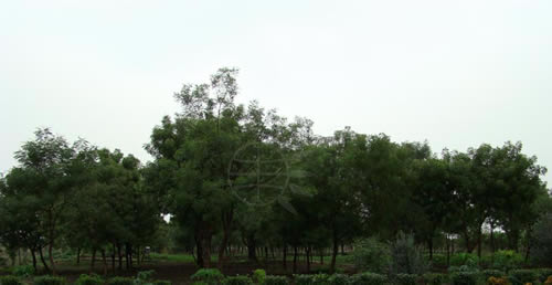 Neem Farm, courtesy of Neem Foundation