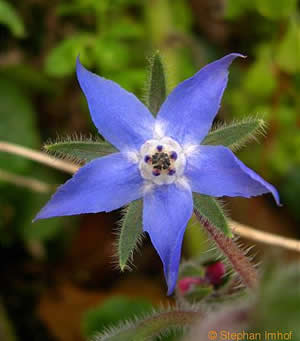 borago_officinalis