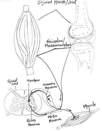 Injured Muscle Joint