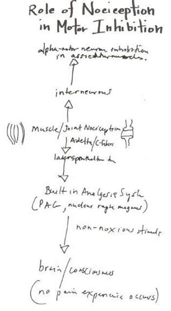 Role of Nociception in Motor Inhibition