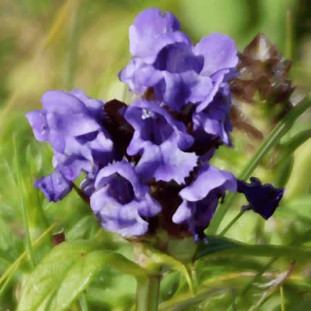 Prunella Vulgaris