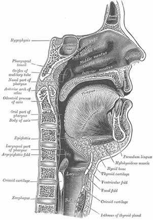 Anatomical Drawing of facial structure