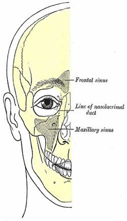 Anatomical Drawing of Facial Structures