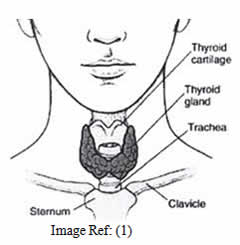 Thyroid gland function