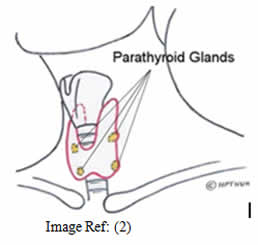 Thyroid gland function