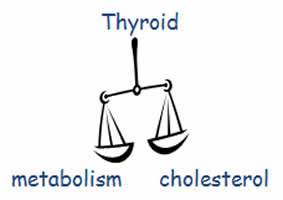 Thyroid gland function