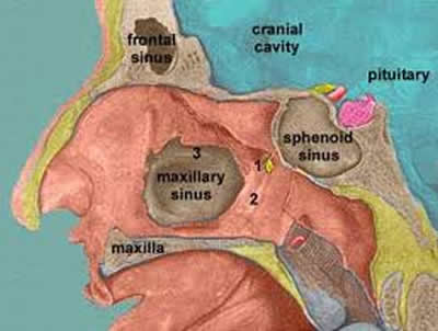 sinus